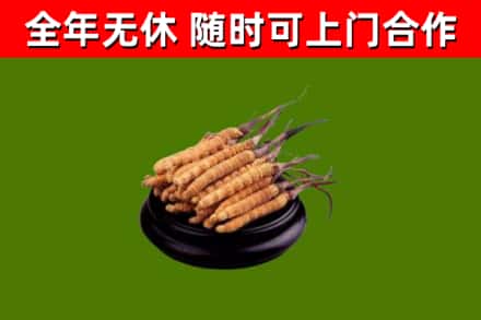 大观回收冬虫夏草