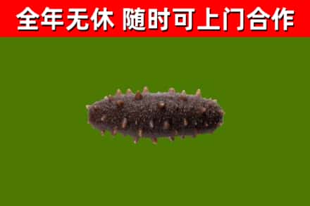 大观回收海参干